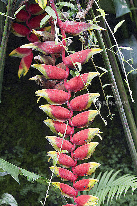 Tillandsia Dyeriana花